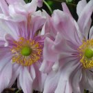 600 Seeds Anemone X Hybrida Pamina Fresh Seeds Garden