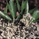 Angelica Acutiloba Fresh Seeds Garden