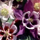 150 Seeds Aquilegia Cottage Garden Mix Fresh Seeds Garden