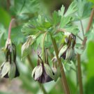 10 Seeds Aquilegia Viridiflora Fresh Seeds Garden