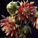50 Seeds Aquilegia Vulgaris Nora Barlow Fresh Seeds Garden
