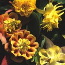 Aquilegia Vulgaris Oranges And Lemons Fresh Seeds Garden