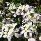 100 Seeds Arabis Alpina Fresh Seeds Garden