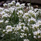 Arabis Androsacea Fresh Seeds Garden