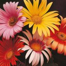 50 Seeds Arctotis X Hybrida Harlequin Mix Fresh Seeds Garden