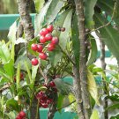 5 Seeds Ardisia Macrocarpa Fresh Seeds Garden