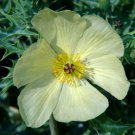 15 Seeds Argemone Ochroleuca Fresh Seeds Garden