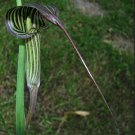 6 Seeds Arisaema Ciliatum Subsp Liubaense Fresh Seeds Garden