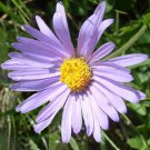 10 Seeds Aster Alpinus Fresh Seeds Garden