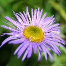 Aster Stracheyi Fresh Seeds Garden