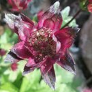 10 Seeds Astrantia Major Crimson Giant Fresh Seeds Garden