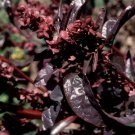 Atriplex Hortensis Var. Rubra Fresh Seeds Garden