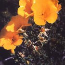Balbisia Peduncularis Fresh Seeds Garden