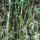 12 Seeds Bambusa Arundinacea Fresh Seeds Garden