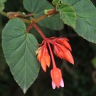 20 Seeds Begonia Ferruginea Fresh Seeds Garden