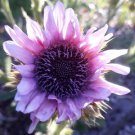 10 Seeds Berkheya Purpurea Fresh Seeds Garden