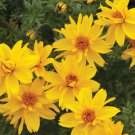 30 Seeds Bidens Ferulifolia Gold Nuggets Fresh Seeds Garden
