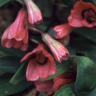 10 Seeds Bomarea Salsilla Fresh Seeds Garden