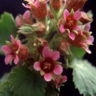 Boykinia Jamesii Fresh Seeds Garden