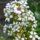 Boykinia Jamesii Alba Fresh Seeds Garden