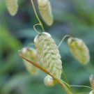 50 Seeds Briza Maxima Fresh Seeds Garden