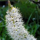 14 Seeds Bulbinella Cauda-Felis Fresh Seeds Garden