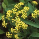 200 Seeds Bupleurum Griffithii Fresh Seeds Garden