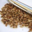 20 Seeds Bupleurum Lophocarpum Fresh Seeds Garden