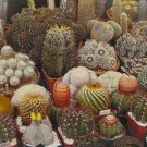 20 Seeds Cactus Mixed Fresh Seeds Garden
