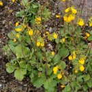 Calceolaria Andina Fresh Seeds Garden