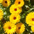 100 Seeds Calendula Officinalis Fiesta Gitana Fresh Seeds Garden