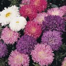 Callistephus Chinensis Milady Mixed Fresh Seeds Garden