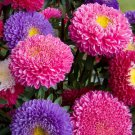 200 Seeds Callistephus Chinensis Geisha Mix Fresh Seeds Garden
