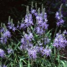 Camassia Leichtlinii Fresh Seeds Garden