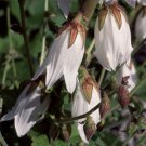 Campanula Alliarifolia Fresh Seeds Garden