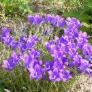 Campanula Argyrotricha Fresh Seeds Garden