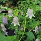 Campanula Burghaltii Fresh Seeds Garden