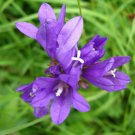 Campanula Glomerata Fresh Seeds Garden
