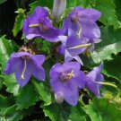Campanula Kemulariae Fresh Seeds Garden