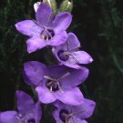 Campanula Primulifolia Fresh Seeds Garden