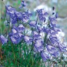 150 Seeds Campanula Rotundifolia Fresh Seeds Garden