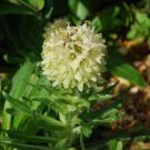 Campanula Thyrsoides Fresh Seeds Garden