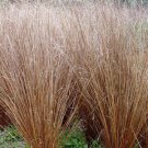 150 Seeds Carex Buchananii Fresh Seeds Garden