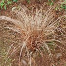 Carex Flagellifera Fresh Seeds Garden