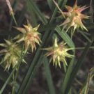 6 Seeds Carex Grayi Fresh Seeds Garden