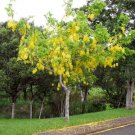 10 Seeds Cassia Fistula Fresh Seeds Garden