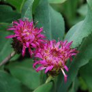 6 Seeds Centaurea Copper Canyon Fresh Seeds Garden