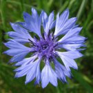 30 Seeds Centaurea Cyanus Fresh Seeds Garden