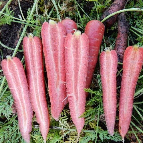 100 Seeds Carrot Ruby Prince Fresh Seeds