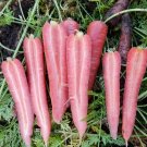 100 Seeds Carrot Ruby Prince Fresh Seeds
